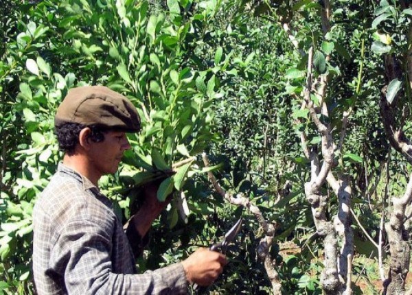 Agricultura familiar