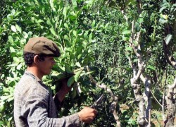 Agricultura familiar