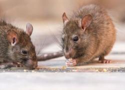 Ratones colilargos transmisores del virus Hanta